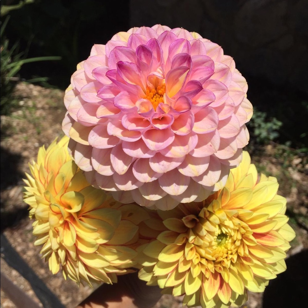 Meet your Posher, Pamela